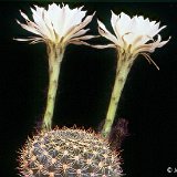 Echinopsis ancistrophora JLcoll.1467.jpg